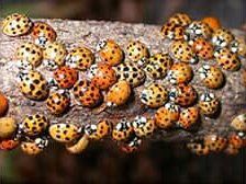 Lady Bug — Goshen, IN — RS Pest