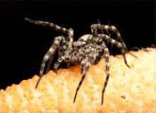 Wolf Spider — Goshen, IN — RS Pest