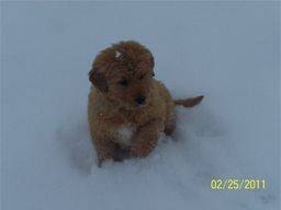 Goldendoodle puppy playing in the snow