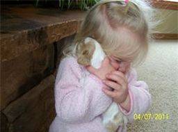 young girl holding and cuddling a three week old englishdoodle puppy 