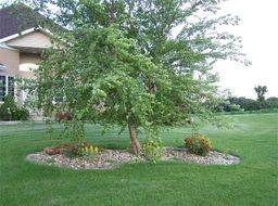 Pretty tree in front of the Grinna home