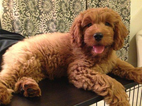 Curly coated goldendoodle puppy with red coat laying in bed