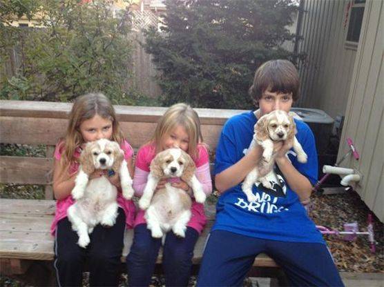 Therapy dog puppies