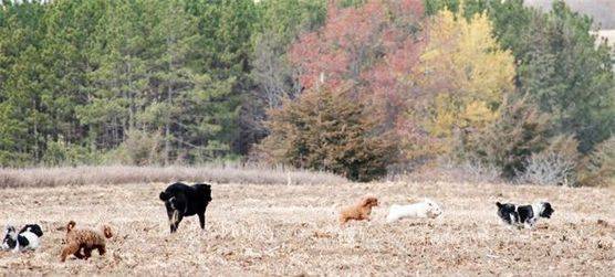 Dogs playing in a field in the fall