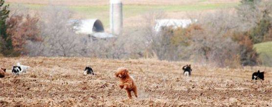 Dogs playing in a field 