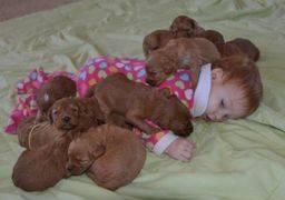 baby girl cuddling with a litter of goldendoodle puppies on a green blanket