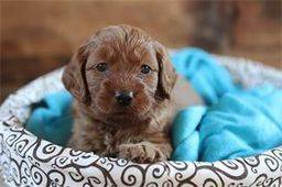three week old goldendoodle puppy laying in a basket of blankets