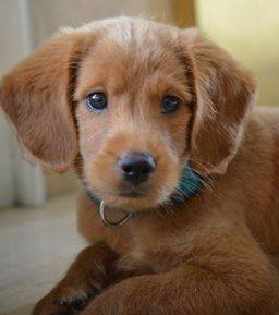 Flat coat goldendoodle puppy