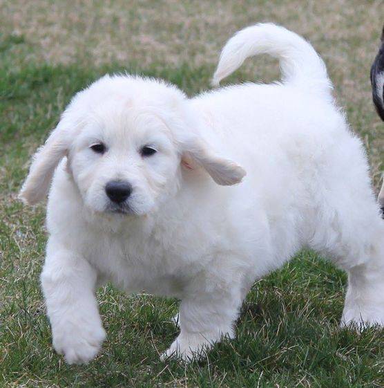 White englishdoodle puppy running in the grass