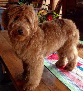 mini goldendoodle puppy standing in the dining room