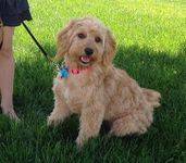 Miniature F1 goldendoodle puppy on a walk in the grass