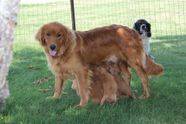 Golden retriever feeding her puppies outside