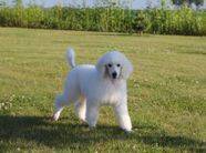 White standard poodle playing in the grass