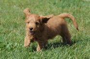 Goldendoodle puppy running in the grass