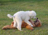 Two standard poodles playing outside