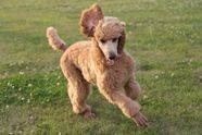 Red standard poodle running in the grass