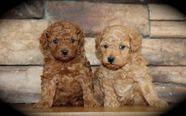 Two miniature goldendoodle puppies posing in front of a brick wall