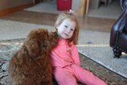 Little girl cuddling with a goldendoodle puppy in the living room