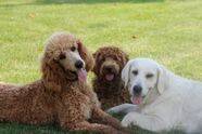 Standard poodle, goldendoodle, and english cream retriever cuddling in the grass