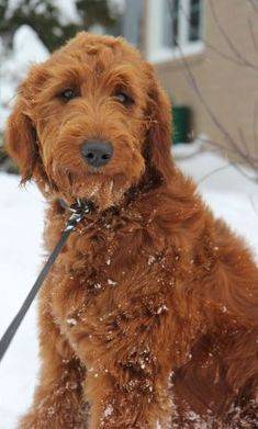 Miniature F1 Goldendoodle Puppy with deep red coat playing in the snow