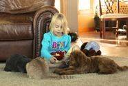 Young girl playing with puppies in the living room
