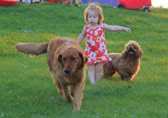 young girl playing with a golden retriever and a mini poodle in her backyard