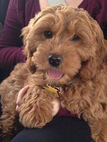 Curly coat goldendoodle puppy being held by woman in purple shirt