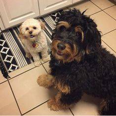 Two doodles sitting in the kitchen waiting for a treat