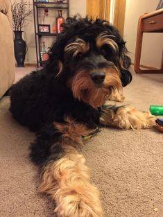 Adult black and copper bernedoodle puppy sitting behind a couch