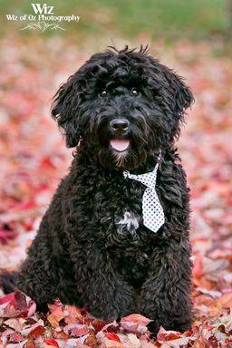 black bernedoodle playing in flowers