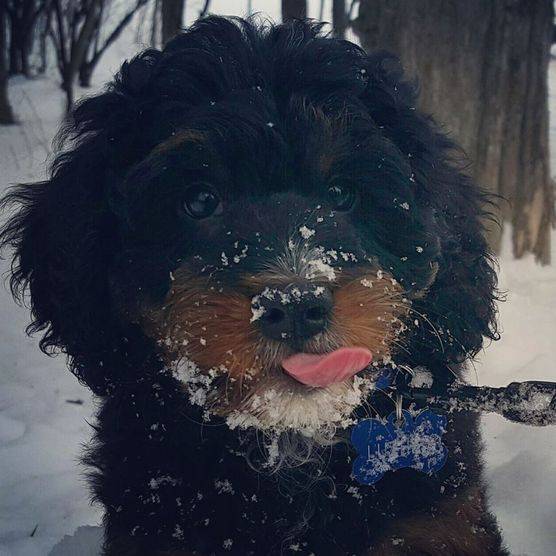 Black and red puppy playing in the snow
