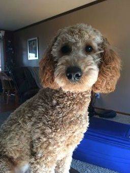 Englishdoodle with curly coat sitting in the living room