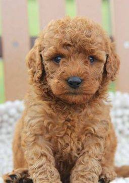 Miniature F1b goldendoodle puppy with tight curly coat sitting on a wooden bench