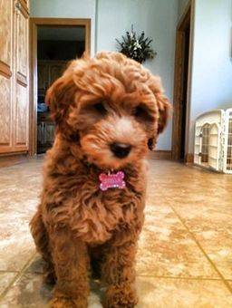 Goldendoodle puppy with deep red curly coat sitting in bathroom