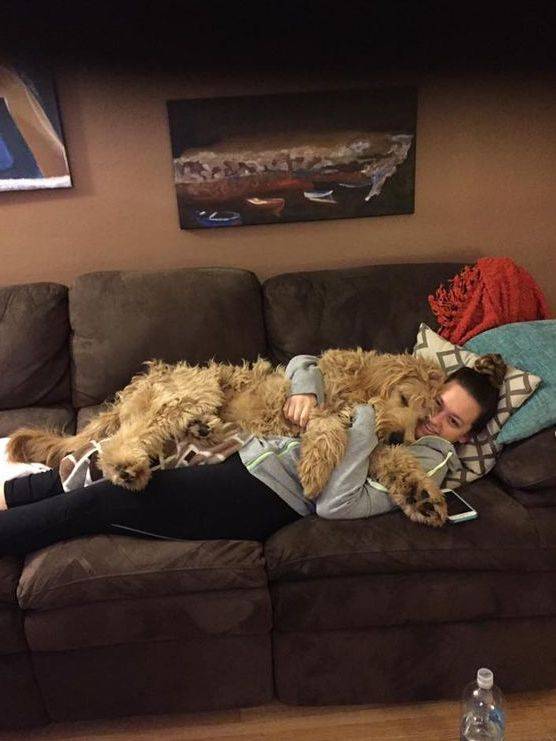 Adult dog laying on the couch