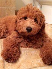 12 week old goldendoodle puppy laying in the bathroom