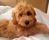 10 week old goldendoodle puppy laying in bed with white sheets