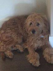 miniature goldendoodle puppy sitting in white room
