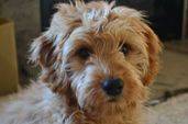 F1 englishdoodle puppy sitting in a house