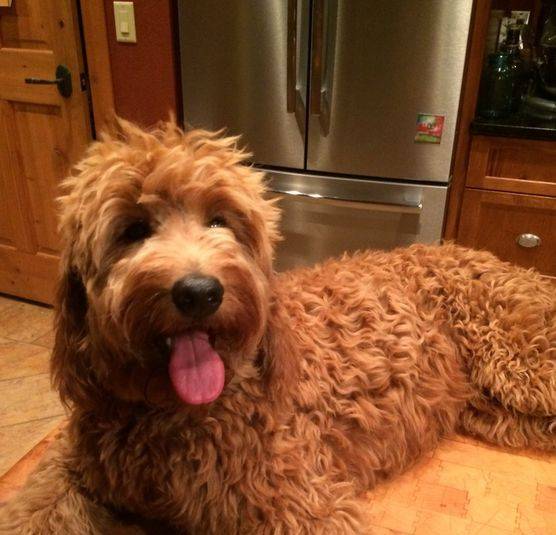 Standard goldendoodle dog in kitchen