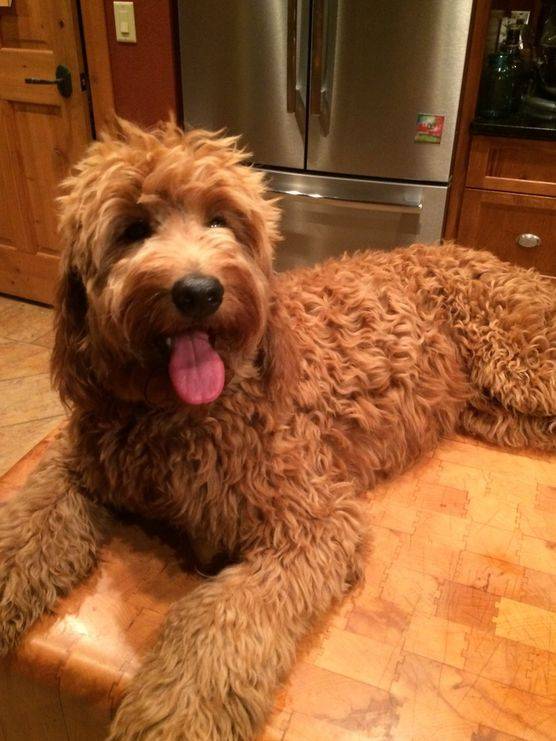 Adult goldendoodle with sweet eyes standing in front of the refridgerator