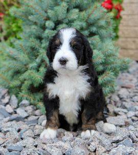 Tricolor 8 week old puppy in front of pine tree
