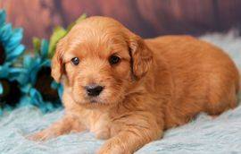 three week old light goldendoodle puppy laying on a fluffy blanket