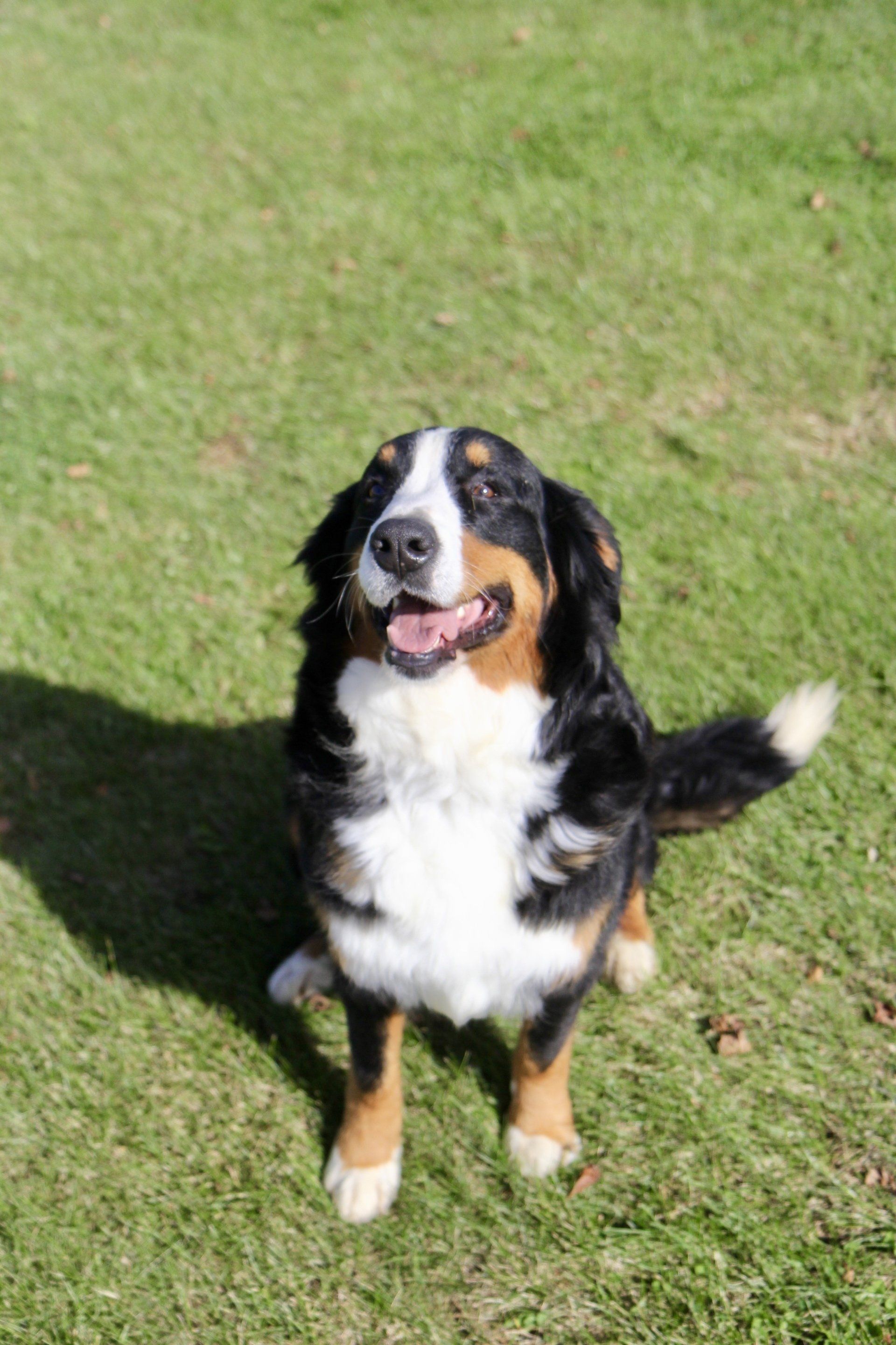 Bernese Mountain Dog playing in the grass