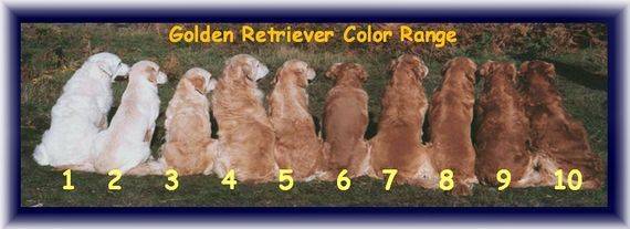 Golden retriever color range scale