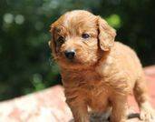three week old goldendoodle puppy