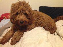 12 week old goldendoodle puppy laying in bed