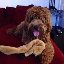 Adult Goldendoodle puppy laying on red couch