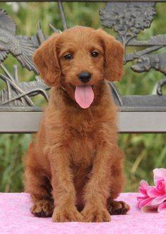 Golden Lab Puppy sitting on metal chair