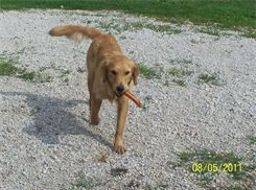 Golden retriever playing outside with a bone
